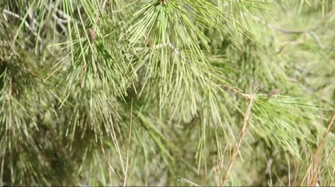 Branch of a pine tree in the wind Stock Footage 33132609