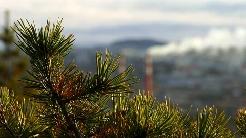 A branch of pine trees against the mountains and smoking pipes in the distance. Stock Footage 83157315