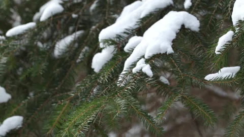 A branch of pine under the snow Stock Footage 87215196