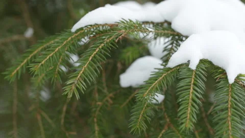 A branch of pine under the snow 库存影片 87215551