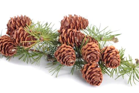Branch with pinecones over white background Stock Photos