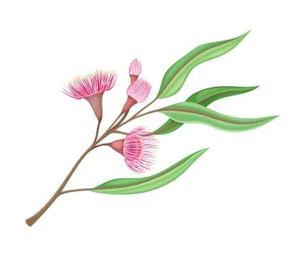 Branch with Pink Bud of Eucalyptus Flower with Fluffy Stamens Vector Stock Illustration