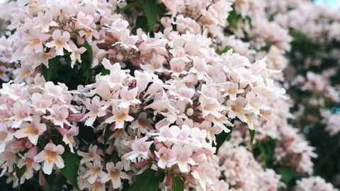 Branch pink flowers spring Stock Footage 255228490