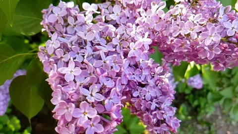 Branch of a pink lilac close-up background of a slow-motion shot Stock Footage 89454654