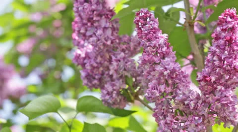 Branch of a pink lilac waves on a wind Video stock 23637899