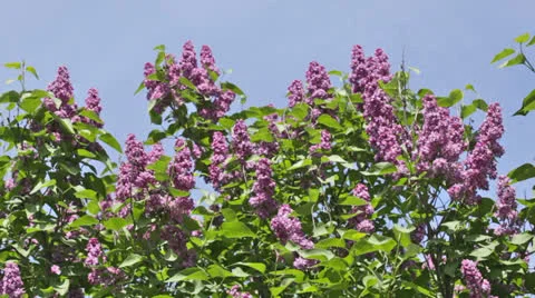 Branch of a pink lilac waves on a wind Vidéo 23638077