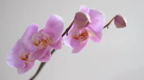 Branch of pink orchid with changing focus Stock Footage 10790014