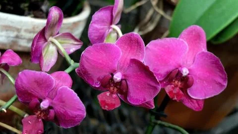 A branch of pink orchids Stock-Fotos