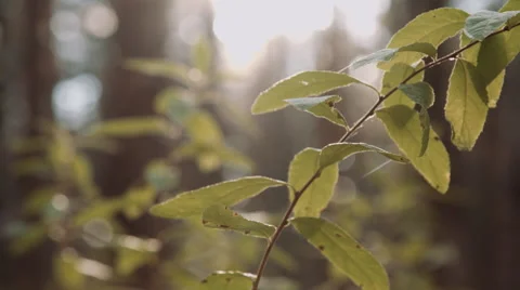 Branch of plant in Stock Footage 68756338
