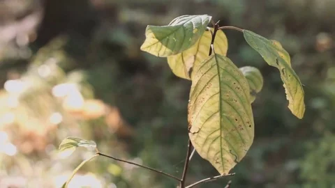 Branch of plant in 動画素材 69179673