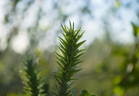 A branch of a plant with sharp-angled leaves in close-up Foto stock