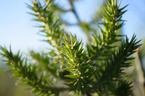 A branch of a plant with sharp-angled leaves in close-up Stock Photos