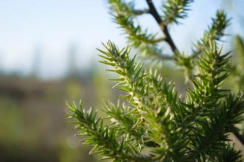 A branch of a plant with sharp-angled leaves in close-up Foto stock