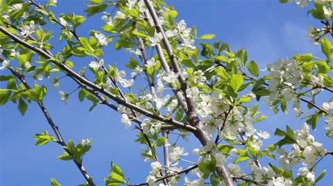 Branch of a plum tree Stock Footage 65966048