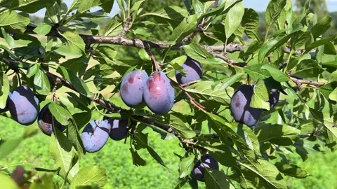 A branch of a plum tree loaded with fresh, juicy purple fruits in a summer Stock Footage 315900007