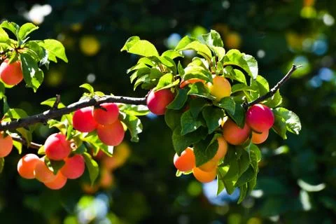 Branch of plum tree Stock Photos