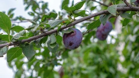 Branch of a plum tree Stock Photos