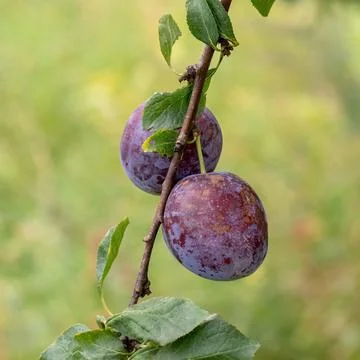 Branch of a plum tree Stock Photos