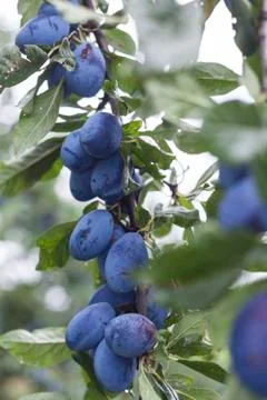Branch of Plums Stock Photos