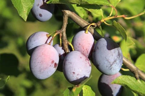 Branch Of Plums Stock Photos