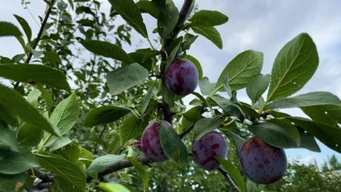 Branch with plums swaying 库存影片 205360900