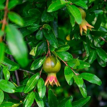 Branch of pomegranate tree Stock Photos