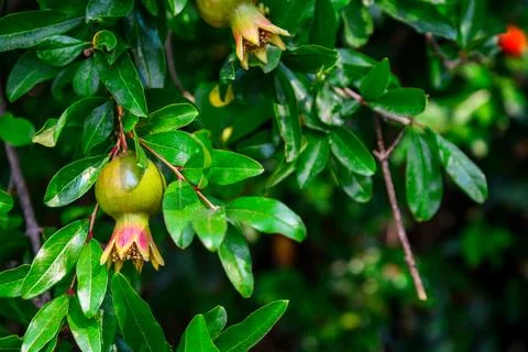 Branch of pomegranate tree Stock Photos