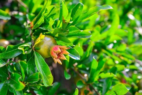 Branch of pomegranate tree Stock Photos