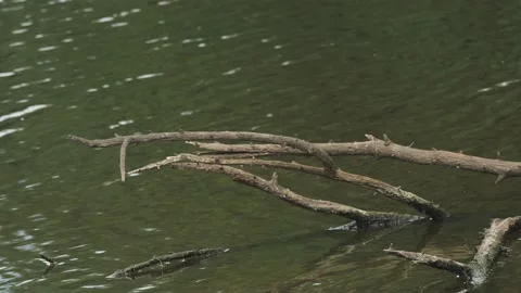 Branch in a Pond Stock-Footage 163299364