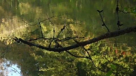 BRANCH IN POND Stock-Footage 181918343