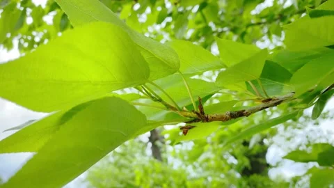 Branch of poplar tree with leaves moving on wind. Stock Footage 194985754