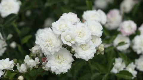 A branch of a profusely blooming white rose. Small white rose flowers close up. Stock Footage 245581973