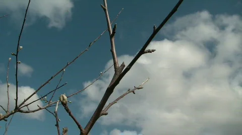 Branch Prune Stock Footage 651023