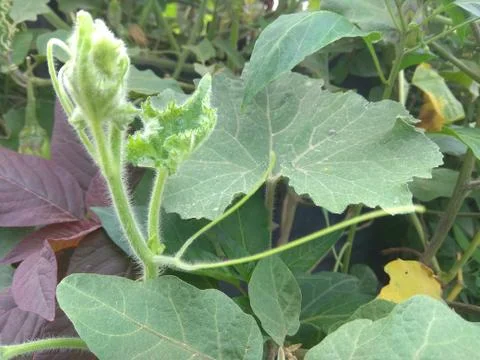 Branch of Pumpkin leaf Stock Photos