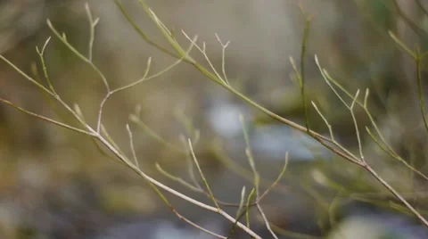 Branch Rack Focus on Creek with Slider Stock Footage 46599050
