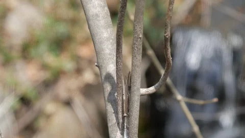 Branch rack focus to small water fall 스톡 동영상 106062893