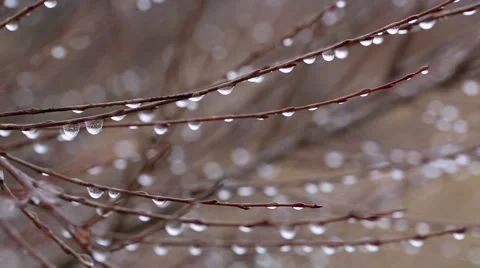 Branch with rain drops Stock Footage 48723340
