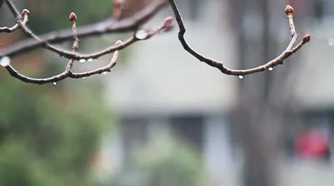 Branch on rain 스톡 동영상 12371144