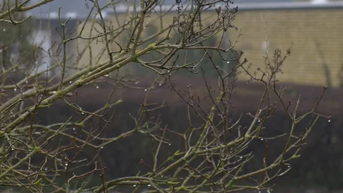 A branch in the rain Stock-Footage 87028919