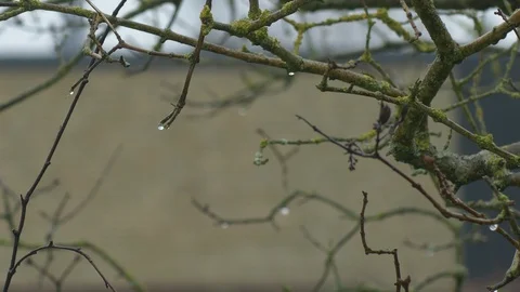 Branch with a raindrop on it Stock Footage 87029153