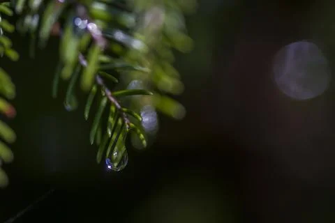 Branch in raindrops Stock Photos