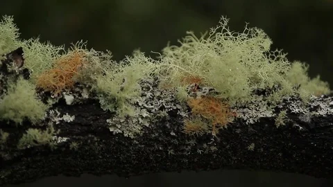 Branch in rainforest Stock Footage 77101098