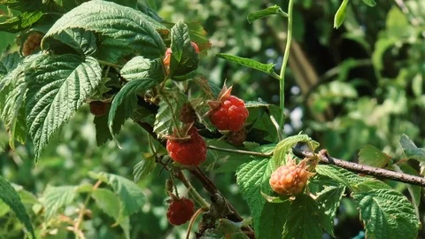 Branch of raspberries with berries Stock Footage 78308085