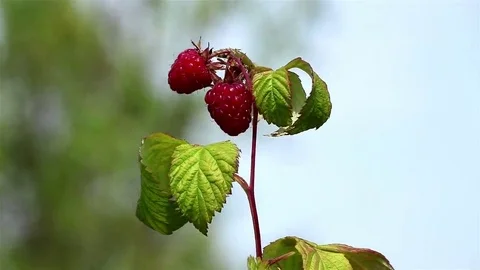 Branch with raspberries 動画素材 69100961
