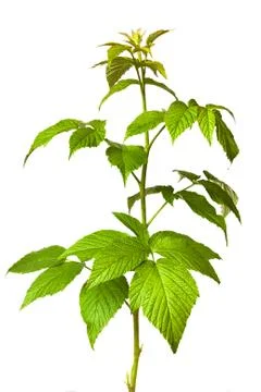 Branch raspberries Stock Photos