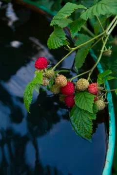 Branch with a raspberry berry Stock Photos