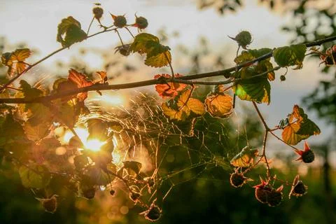 A branch of raspberry with a cobweb in the sunset backlight. Stock Photos