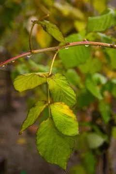 A branch of raspberry a drop of cold autumn rain Stock Photos