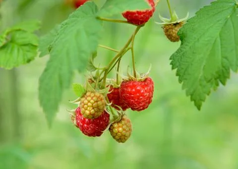 Branch of raspberry in the garden Stock-Fotos
