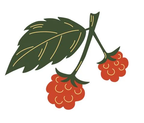 Branch of raspberry with leaves and red berries. Organic collection. Raspberr Stock Illustration